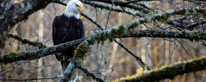 Preview wallpaper eagle, bird, branches, tree, forest