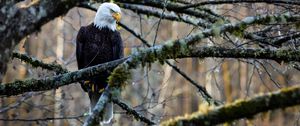 Preview wallpaper eagle, bird, branches, tree, forest