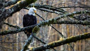 Preview wallpaper eagle, bird, branches, tree, forest