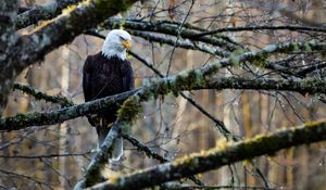 Preview wallpaper eagle, bird, branches, tree, forest