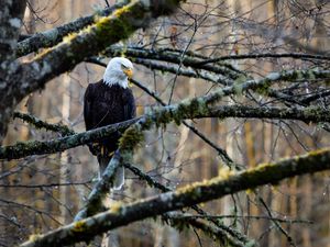 Preview wallpaper eagle, bird, branches, tree, forest