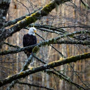 Preview wallpaper eagle, bird, branches, tree, forest