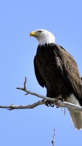 Preview wallpaper eagle, bird, branches, tree, watching, wildlife