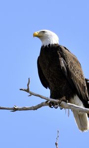 Preview wallpaper eagle, bird, branches, tree, watching, wildlife