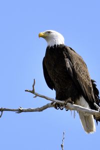 Preview wallpaper eagle, bird, branches, tree, watching, wildlife