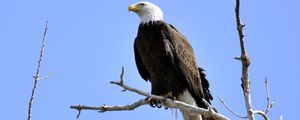 Preview wallpaper eagle, bird, branches, tree, watching, wildlife