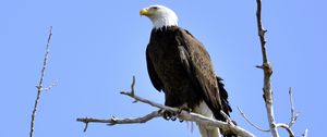 Preview wallpaper eagle, bird, branches, tree, watching, wildlife