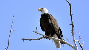 Preview wallpaper eagle, bird, branches, tree, watching, wildlife