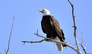 Preview wallpaper eagle, bird, branches, tree, watching, wildlife