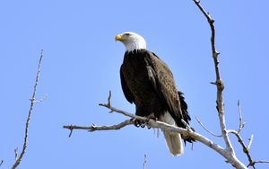 Preview wallpaper eagle, bird, branches, tree, watching, wildlife