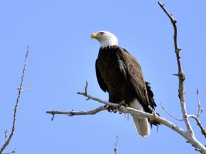 Preview wallpaper eagle, bird, branches, tree, watching, wildlife