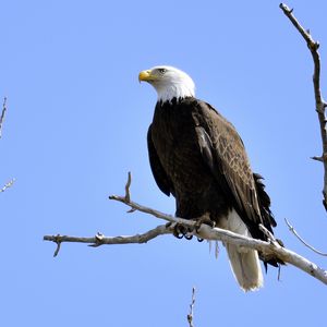 Preview wallpaper eagle, bird, branches, tree, watching, wildlife