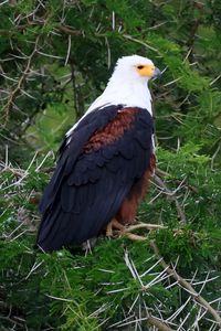 Preview wallpaper eagle, bird, branches, wildlife