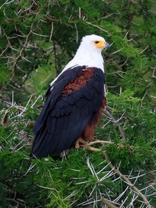 Preview wallpaper eagle, bird, branches, wildlife