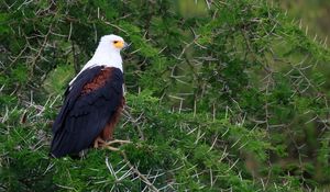 Preview wallpaper eagle, bird, branches, wildlife