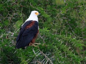 Preview wallpaper eagle, bird, branches, wildlife