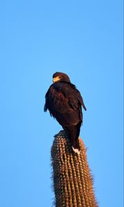 Preview wallpaper eagle, bird, brown, cactus, wildlife