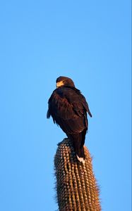 Preview wallpaper eagle, bird, brown, cactus, wildlife