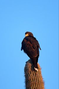 Preview wallpaper eagle, bird, brown, cactus, wildlife