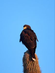 Preview wallpaper eagle, bird, brown, cactus, wildlife