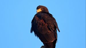 Preview wallpaper eagle, bird, brown, cactus, wildlife