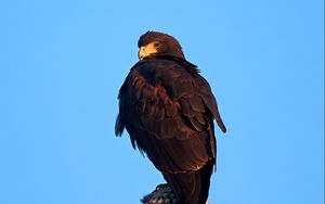 Preview wallpaper eagle, bird, brown, cactus, wildlife