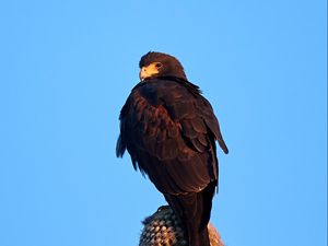 Preview wallpaper eagle, bird, brown, cactus, wildlife