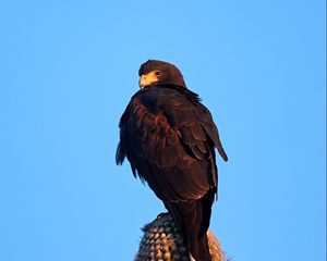 Preview wallpaper eagle, bird, brown, cactus, wildlife