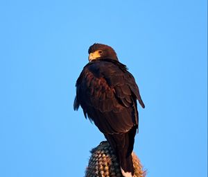 Preview wallpaper eagle, bird, brown, cactus, wildlife