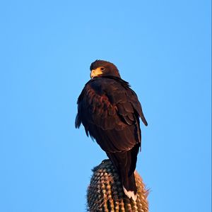 Preview wallpaper eagle, bird, brown, cactus, wildlife