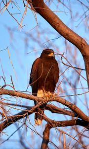 Preview wallpaper eagle, bird, brown, branch