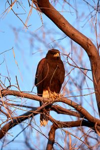 Preview wallpaper eagle, bird, brown, branch