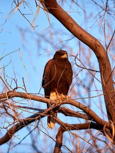 Preview wallpaper eagle, bird, brown, branch