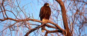 Preview wallpaper eagle, bird, brown, branch