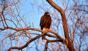 Preview wallpaper eagle, bird, brown, branch