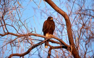 Preview wallpaper eagle, bird, brown, branch