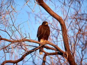 Preview wallpaper eagle, bird, brown, branch