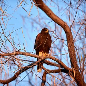 Preview wallpaper eagle, bird, brown, branch