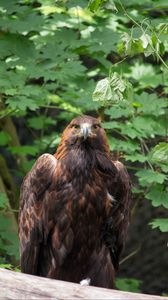 Preview wallpaper eagle, bird, brown, predator, wildlife