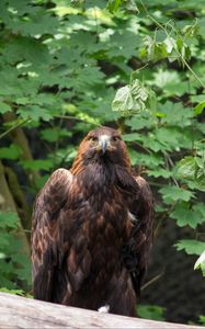Preview wallpaper eagle, bird, brown, predator, wildlife