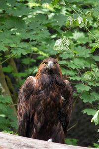 Preview wallpaper eagle, bird, brown, predator, wildlife