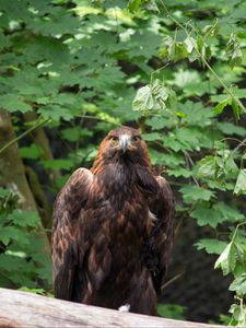 Preview wallpaper eagle, bird, brown, predator, wildlife