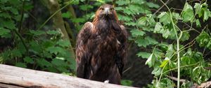 Preview wallpaper eagle, bird, brown, predator, wildlife