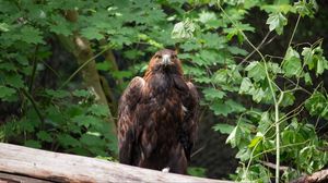 Preview wallpaper eagle, bird, brown, predator, wildlife