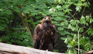 Preview wallpaper eagle, bird, brown, predator, wildlife