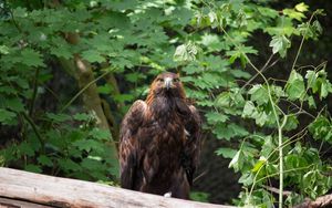 Preview wallpaper eagle, bird, brown, predator, wildlife