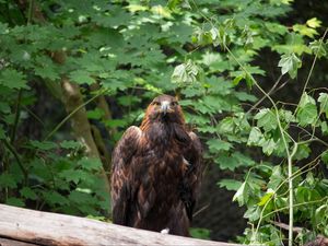 Preview wallpaper eagle, bird, brown, predator, wildlife