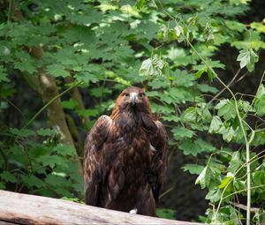 Preview wallpaper eagle, bird, brown, predator, wildlife