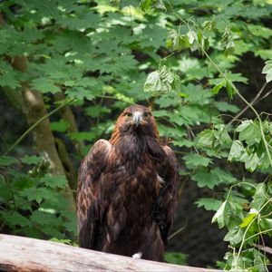 Preview wallpaper eagle, bird, brown, predator, wildlife