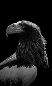 Preview wallpaper eagle, bird, bw, predator